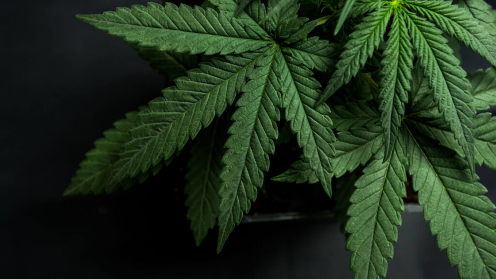 recreational marijuana in connecticut